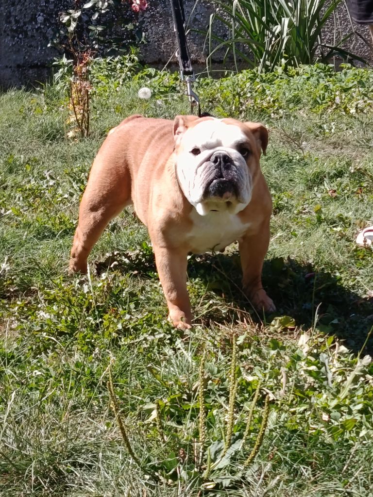 Publication : De L'Esprit Céleste 