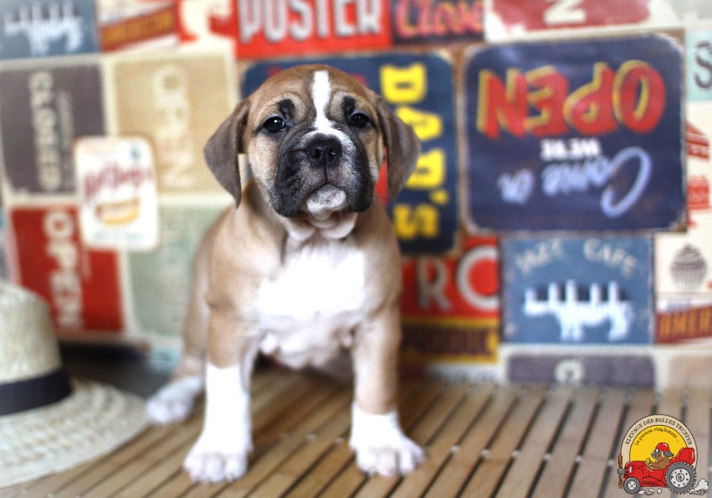 Publication : Des Belles Truffes Auteur : DES BELLES TRUFFES