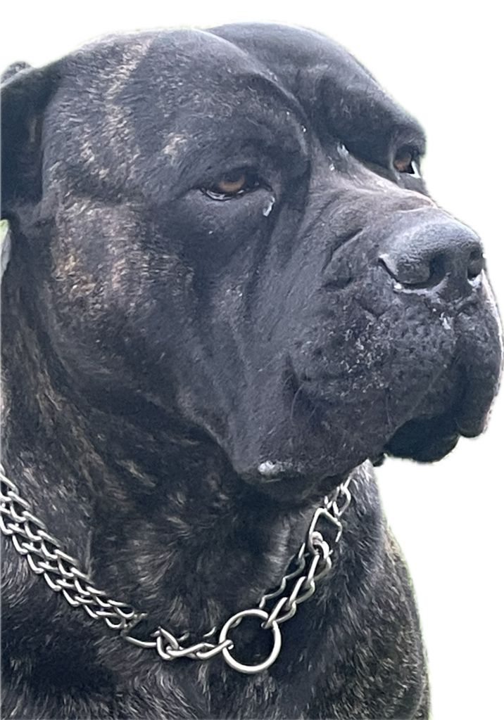 Publication : des Lares de l'Aurévière 