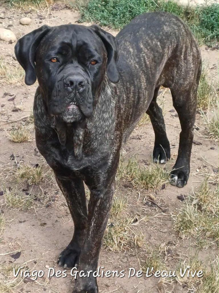 Publication : Des Gardiens De L'Eau Vive 