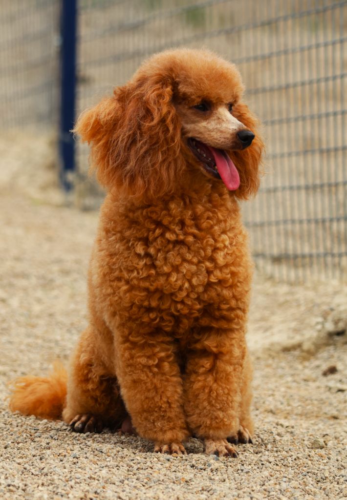 Publication : Fabien de jye Auteur : La Praslaysienne