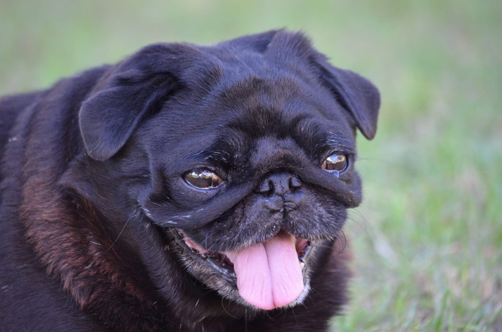 Publication : Du Jardin De Saphirs Auteur : Du Jardin de Saphirs