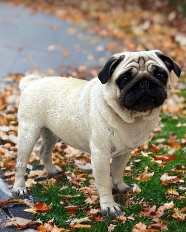 Publication : Les Gardiens Du Pitchoun Auteur : Lariviere TrÃ©ssy 