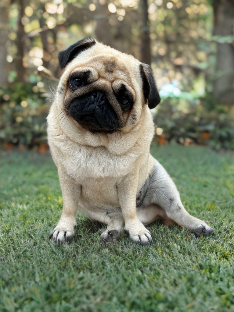 Publication : Les Gardiens Du Pitchoun Auteur : Legardiensdupitchoun