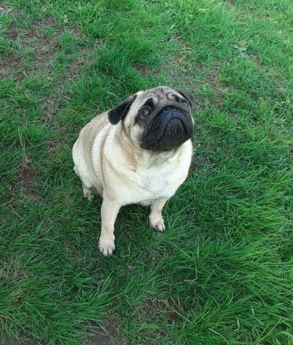 Publication : Des Saphirs Du Montoncel