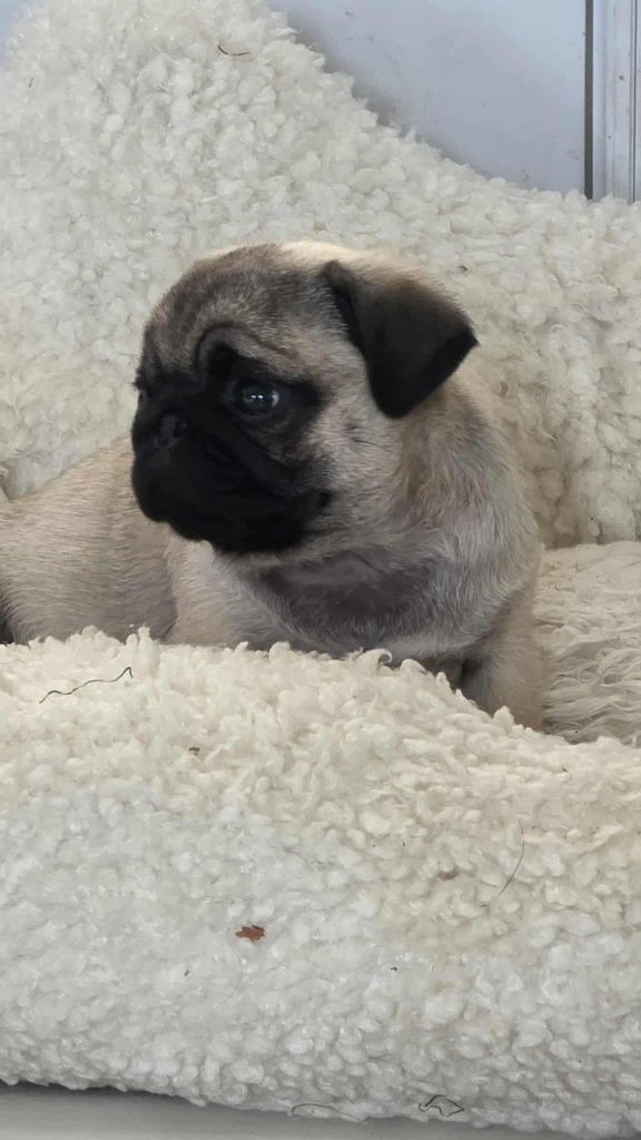 Publication : Des Terres De Miss Blue 