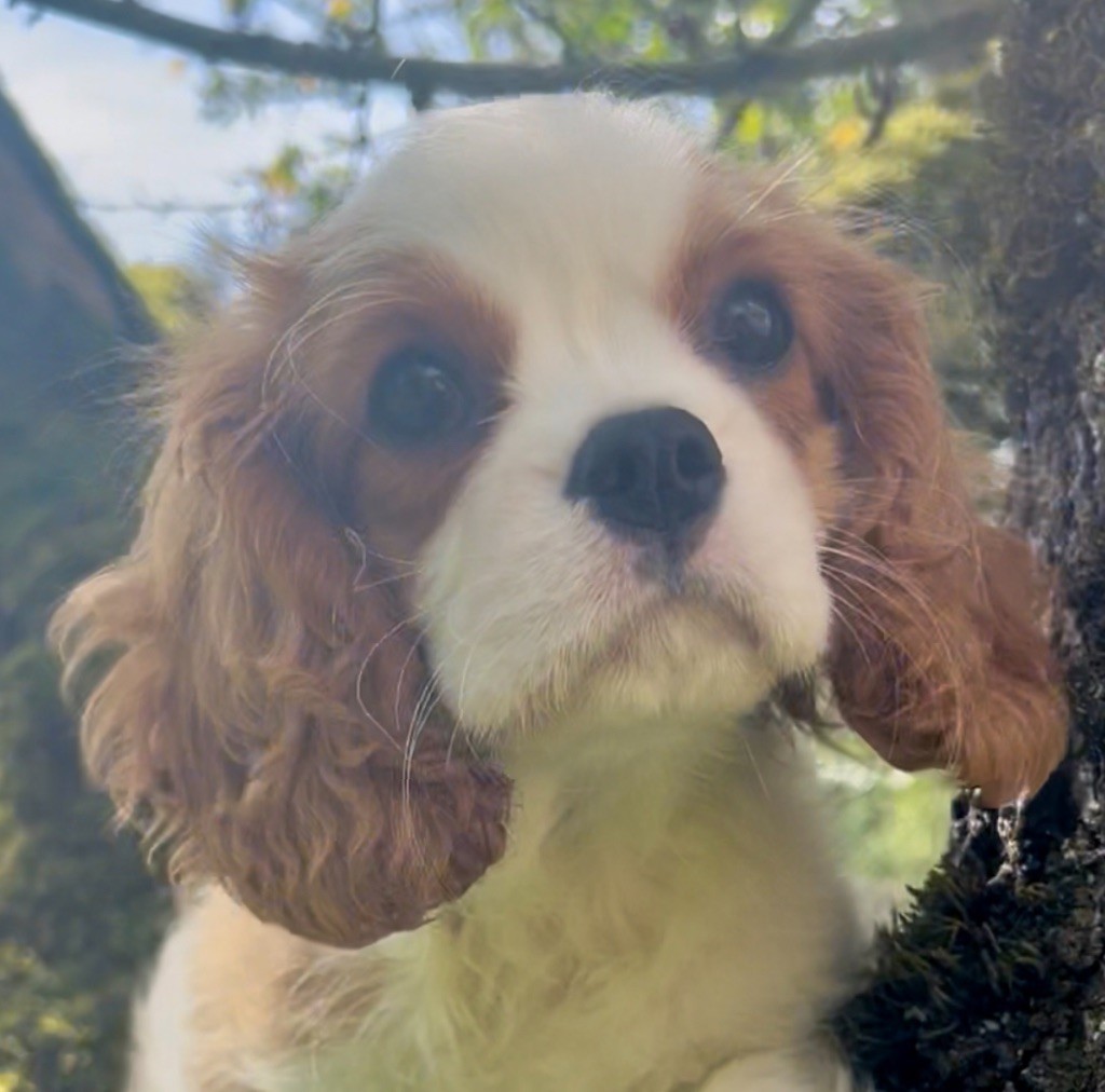 Publication : Cavilove 