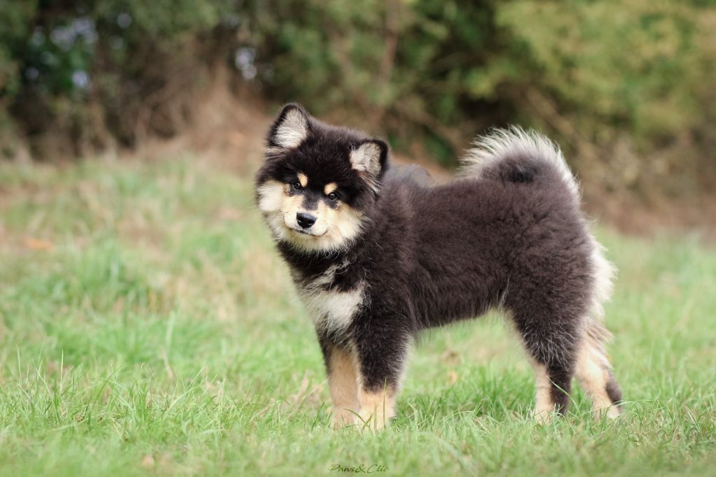 Publication : Legend Of Raven Auteur : Marine Kermarec