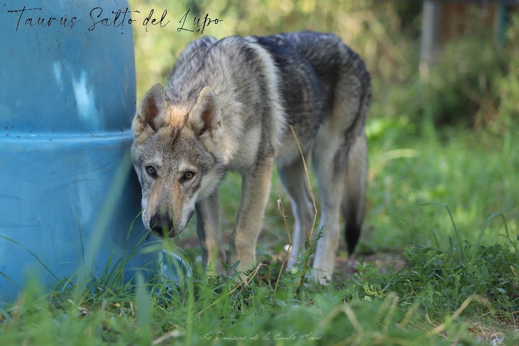 Publication : De la combe noire 