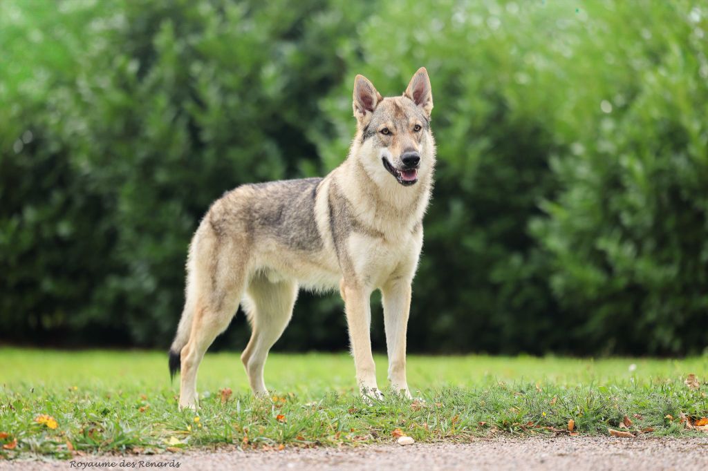 Publication : Du Royaume Des Renards Auteur : Royaume des Renards