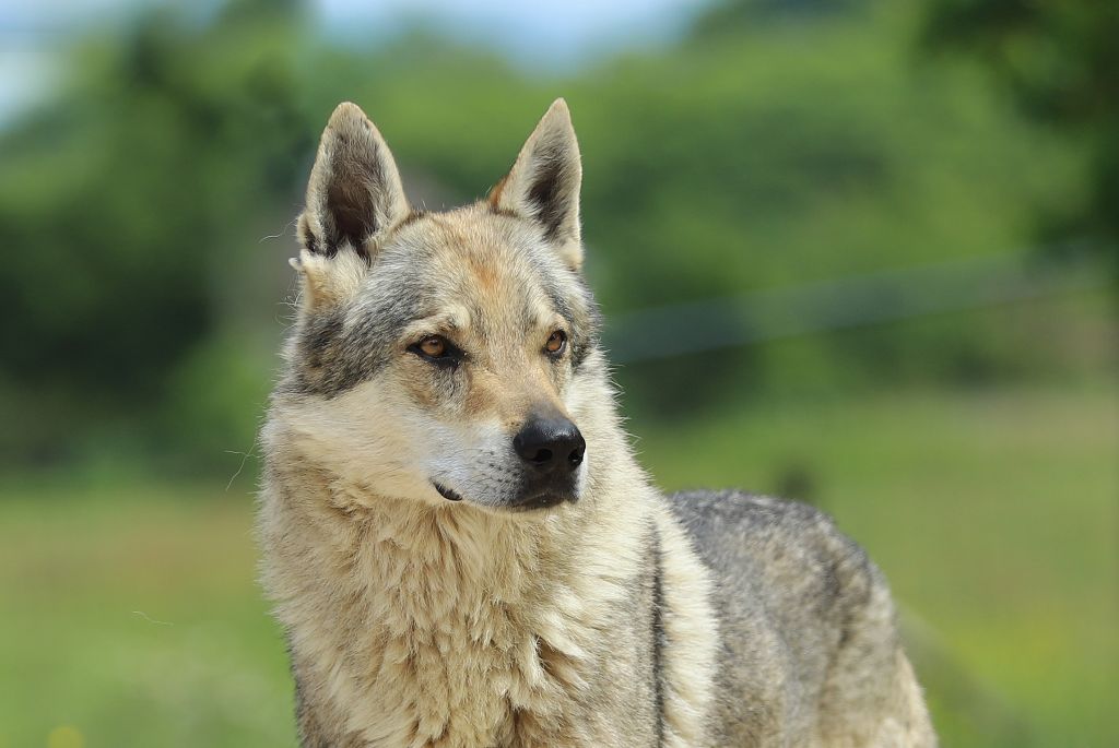 Publication : De la combe noire