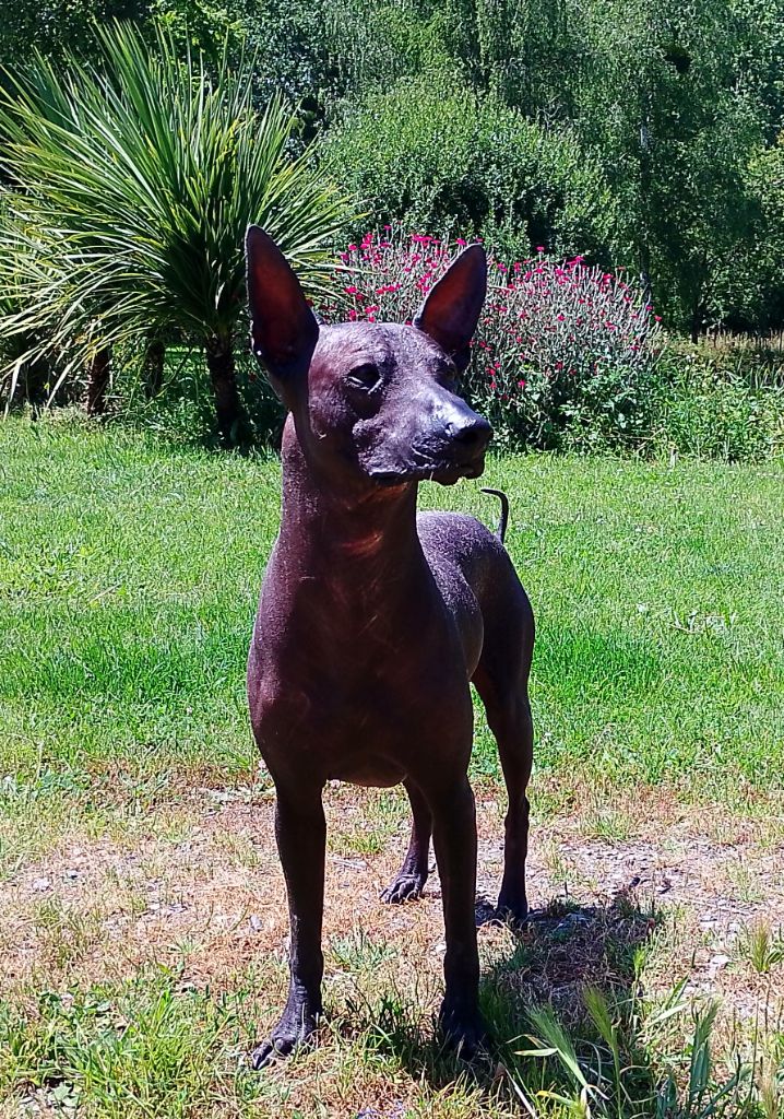 Publication : de l'empire de Siam Auteur : Caillard Marie France