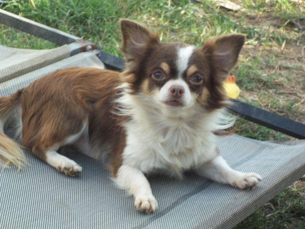 Publication : Des Iris Du Parc Royal 