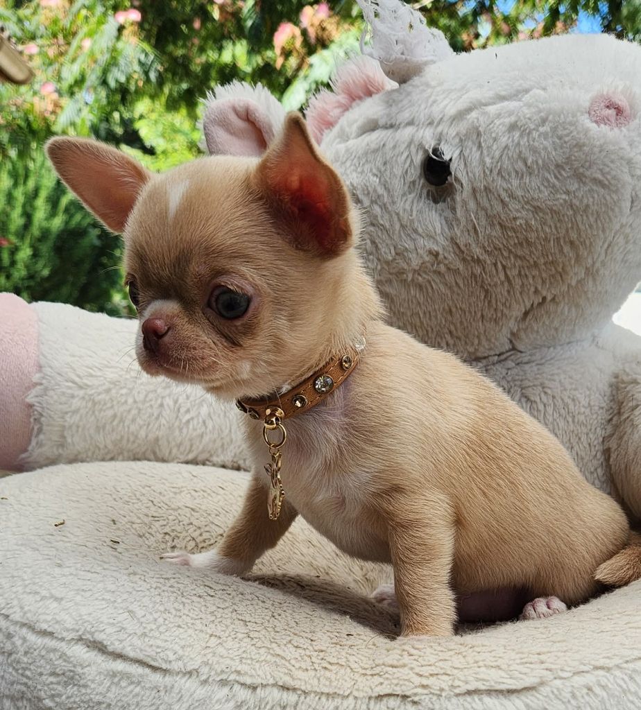 Publication : Des Esquisses Du Phoenix 