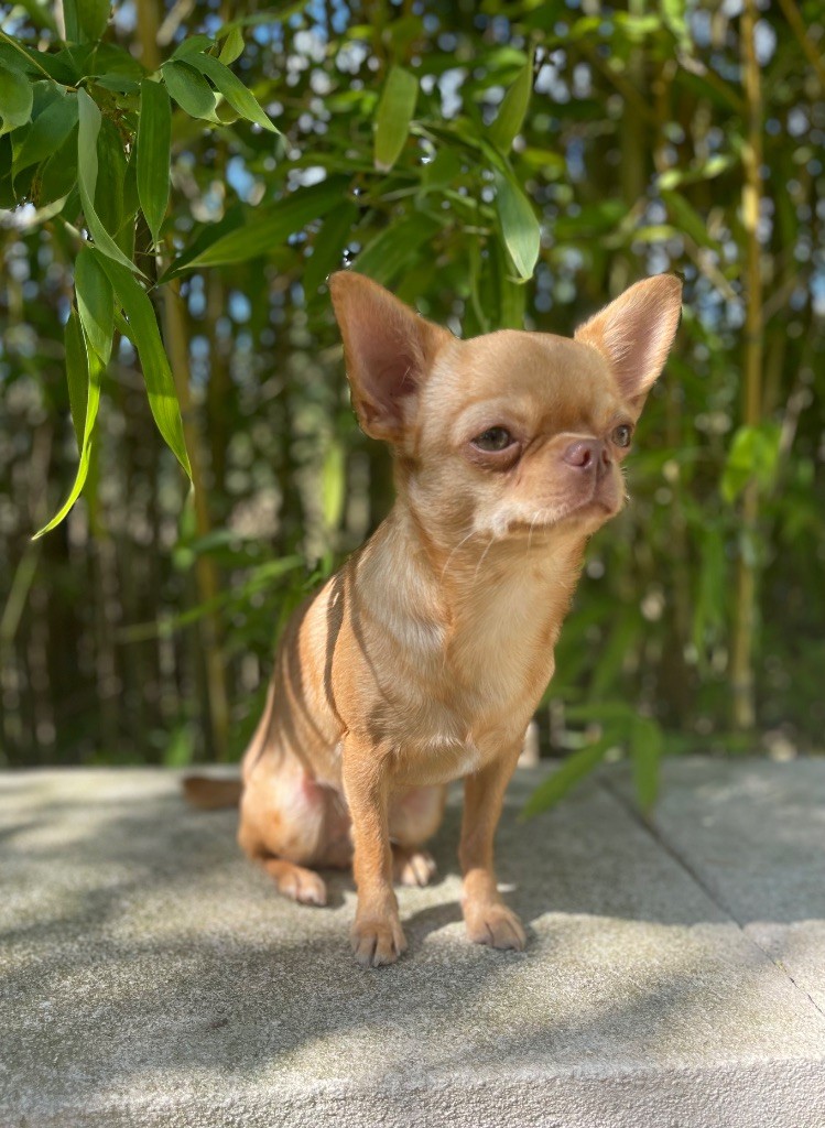 Publication : Des Merveilles D'Isia Auteur : MOI