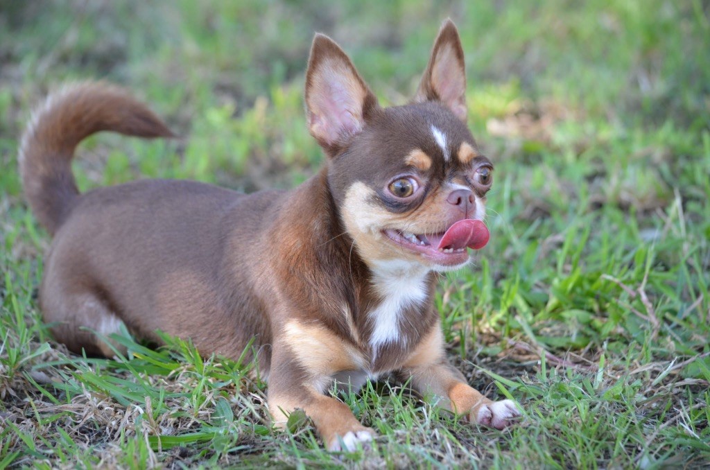 Publication : Du Jardin De Saphirs 