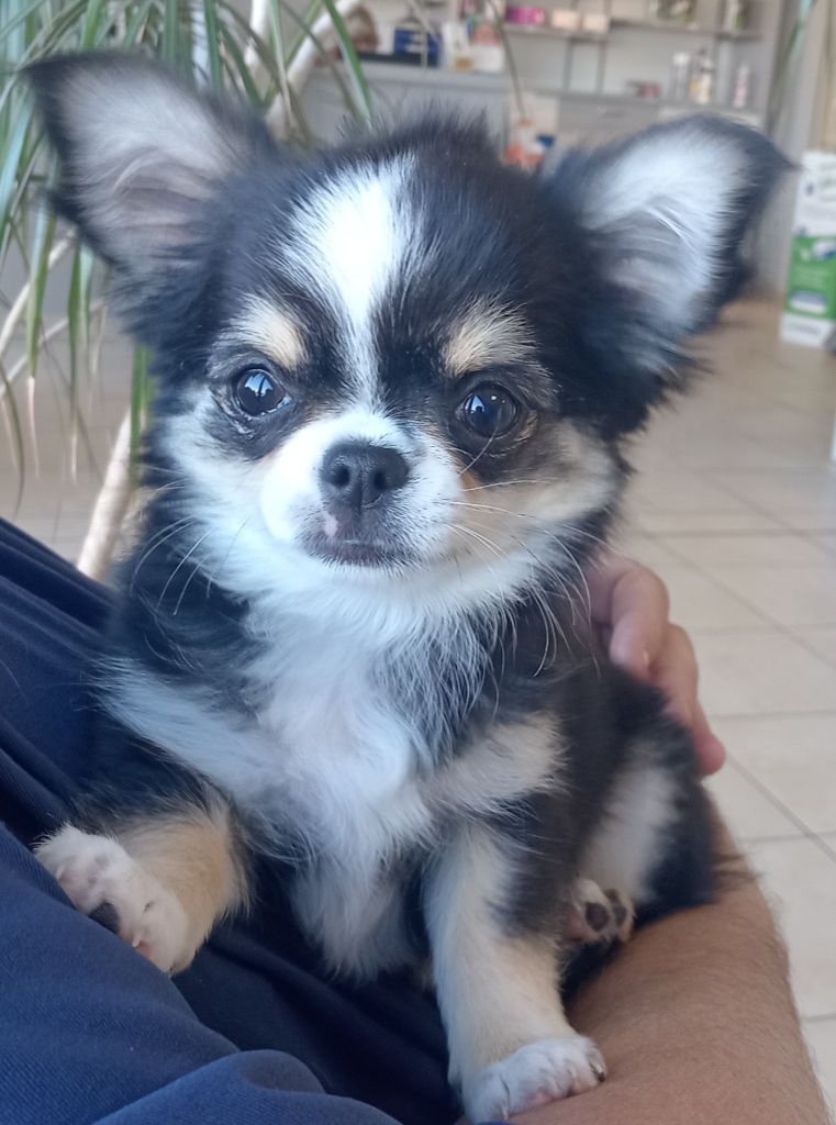 Publication : Du Domaine Des Ewoks 