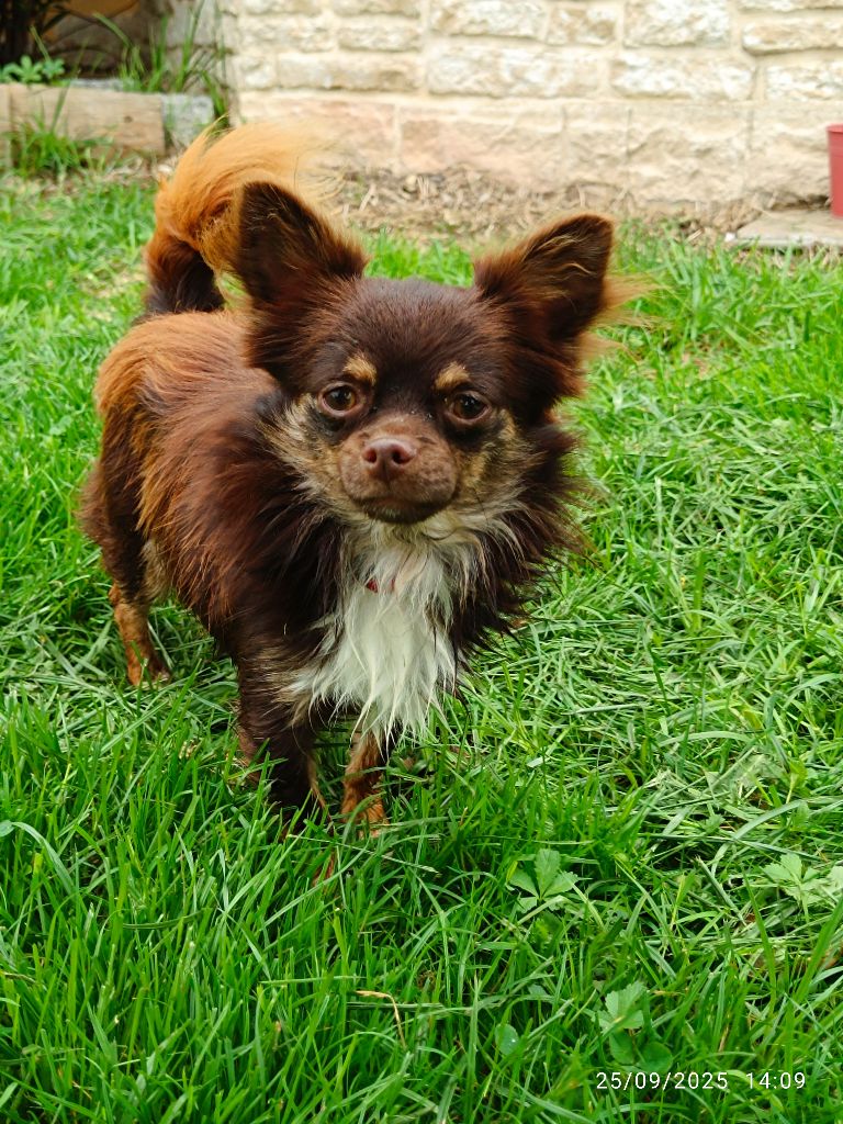 Publication : Des Crocs De L'Oisans Auteur : ELEVAGE DES CROCS DE L'OISANS