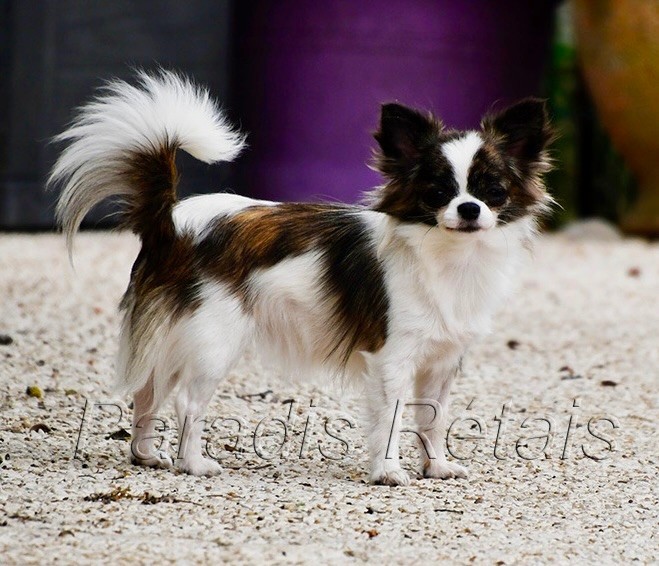 Publication : du Paradis Rétais 