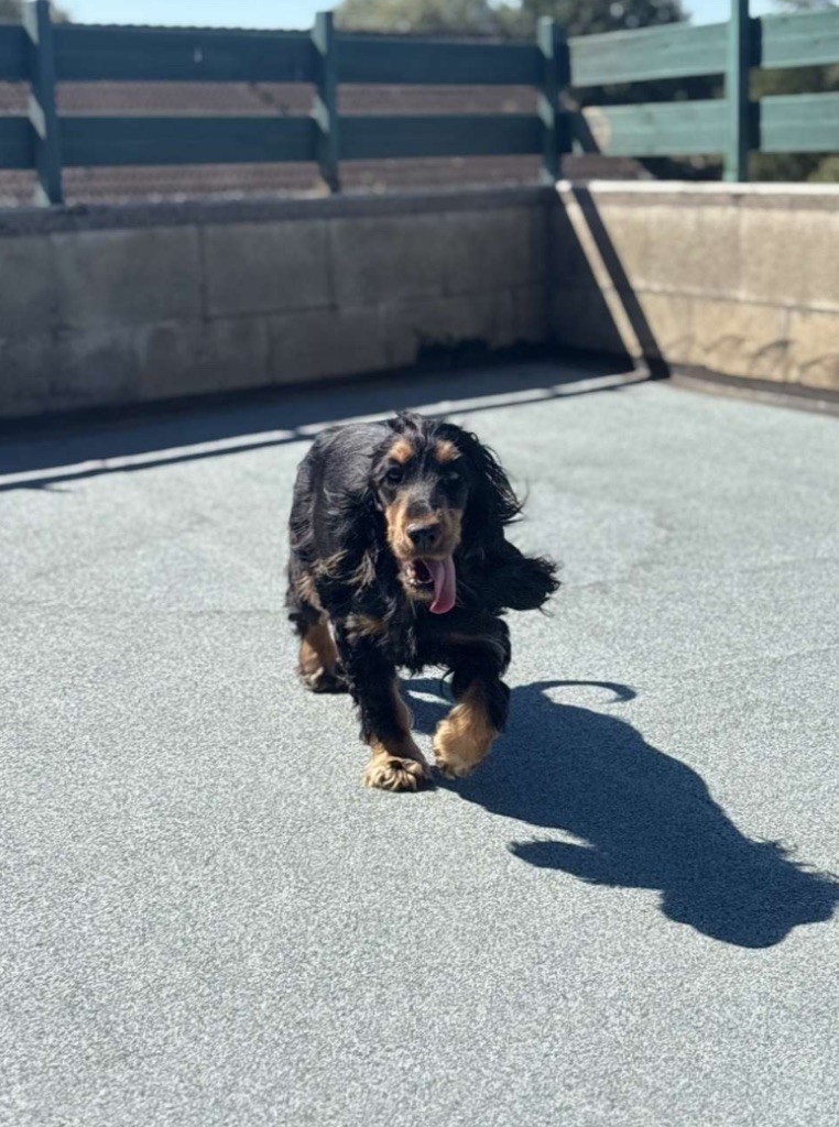 Publication : Du Clan De La Truffe D'or Auteur : BORGO Tony