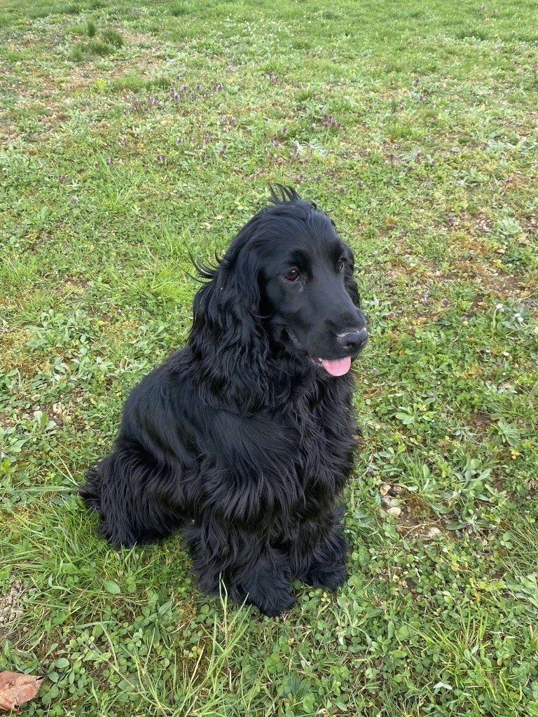 Publication : Du Clan De La Truffe D'or Auteur : BORGO Tony