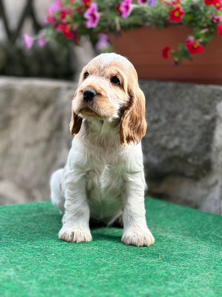 Publication : De la vallee du vignon 