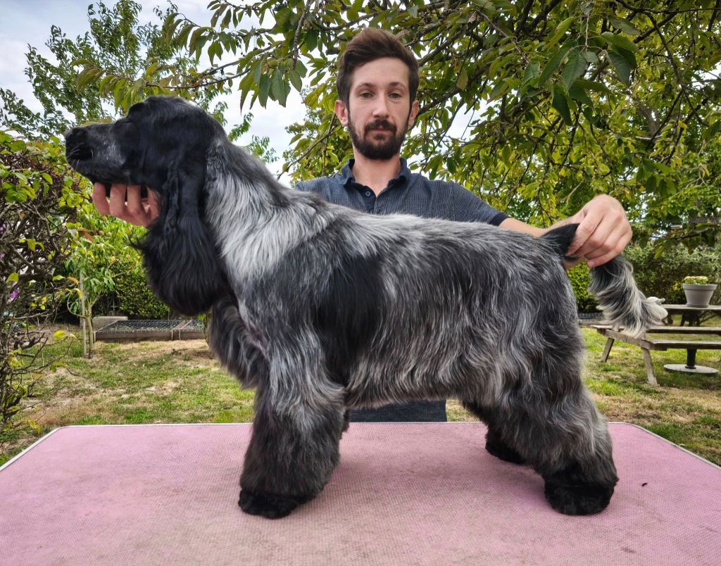 Publication : Du Royaume De Lecki Auteur : Elevage du Royaume de Lecki