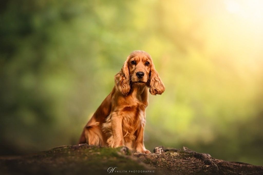 Publication : De La Rose Anglaise 