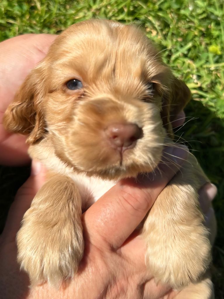 Publication : Du Domaine De Rêve Enchanté 