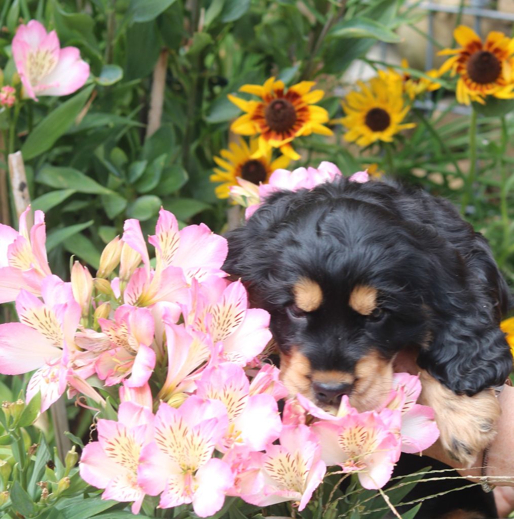 Publication : des Fleurs de Garrigues 
