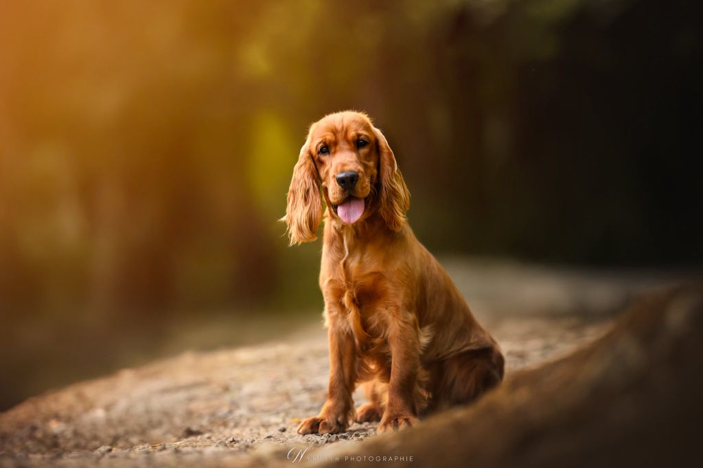 Publication : De La Rose Anglaise 