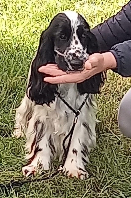 Publication : Du Souvenir De Romy 