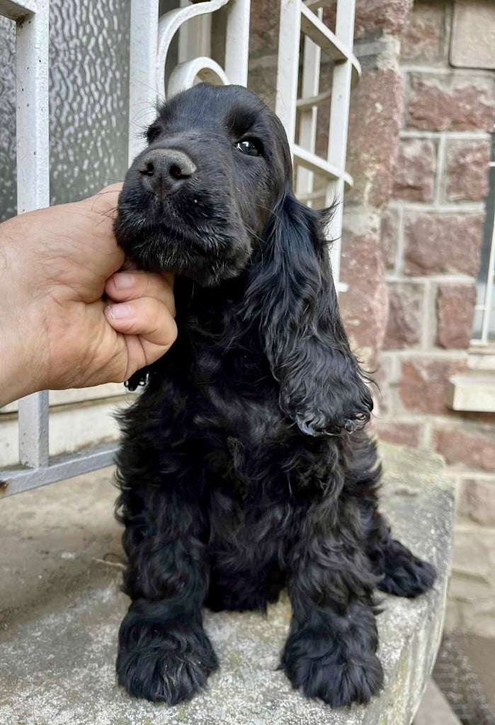 Publication : Hoxakam 