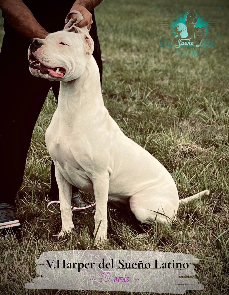 Publication : del Sueno Latino Auteur : Del Sueno Latino