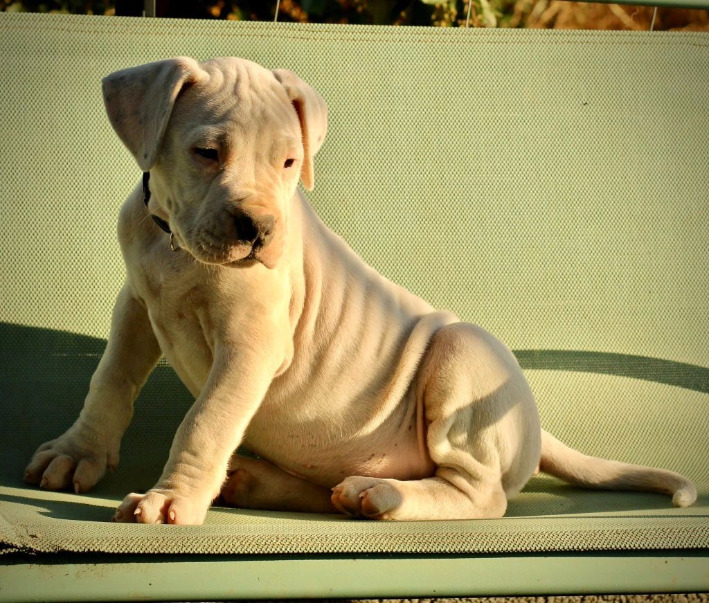 Publication : del Sueno Latino Auteur : Del Sueno Latino