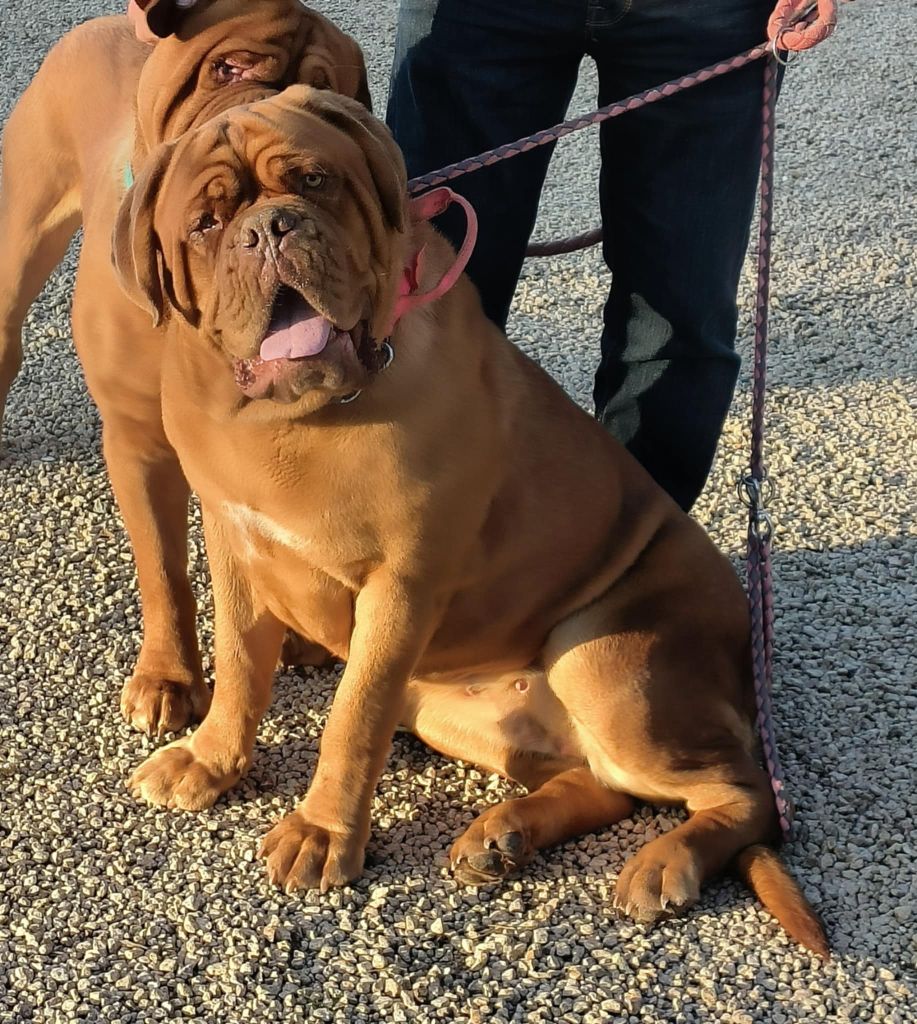 Publication : De L'Univers De Kerplanque 