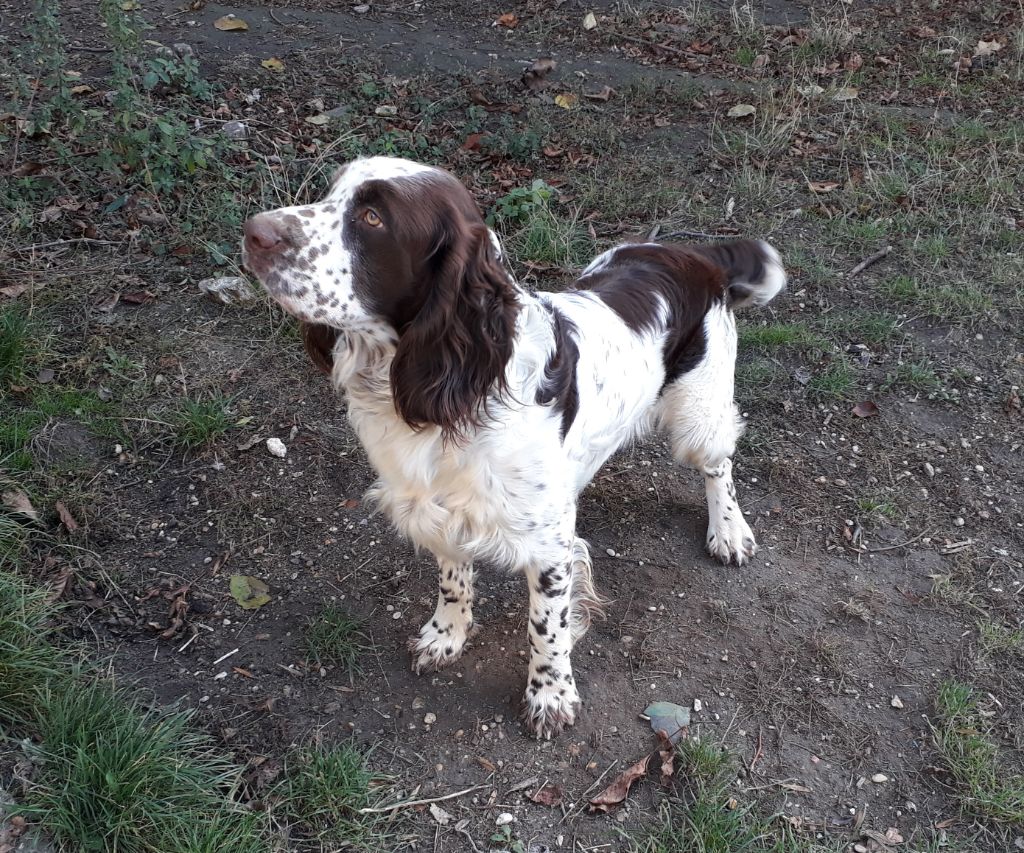 Publication : Du Bocage Saint Denisien 