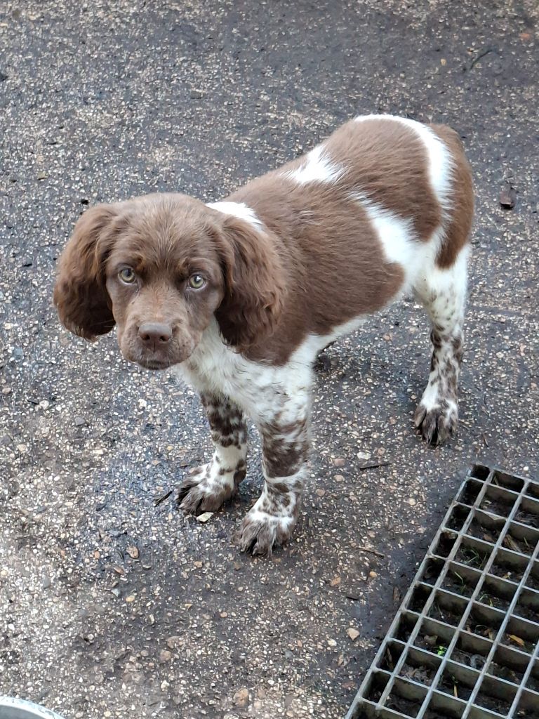 Publication : du grand capricorne 