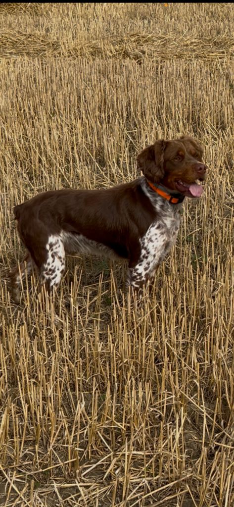 Publication : Des Joyaux Miniers Auteur : David Gemza