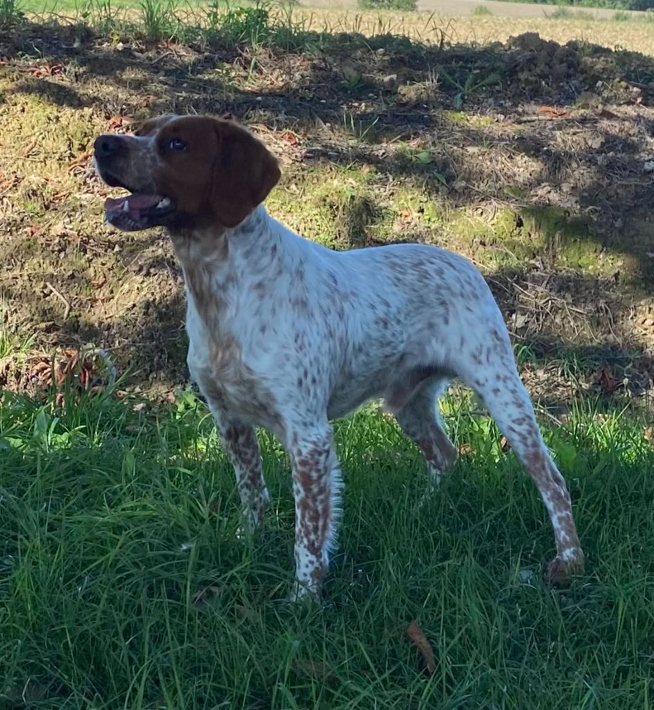 Publication : des hautes pousterles Auteur : jean luc cazemages
