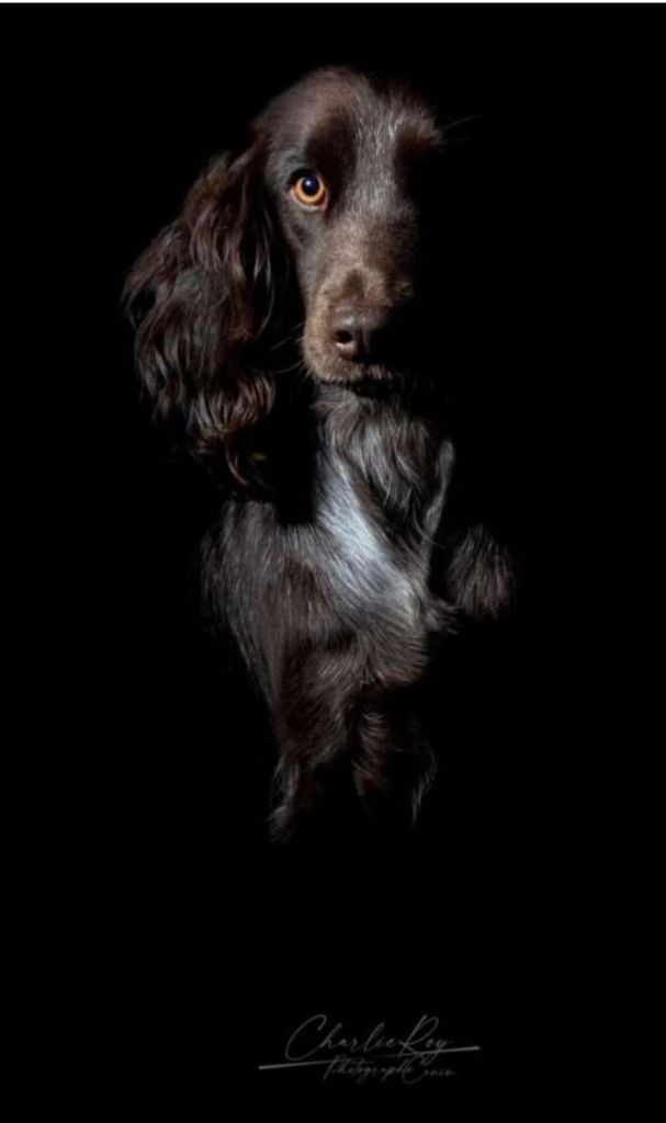 Publication : Dog's Dream 