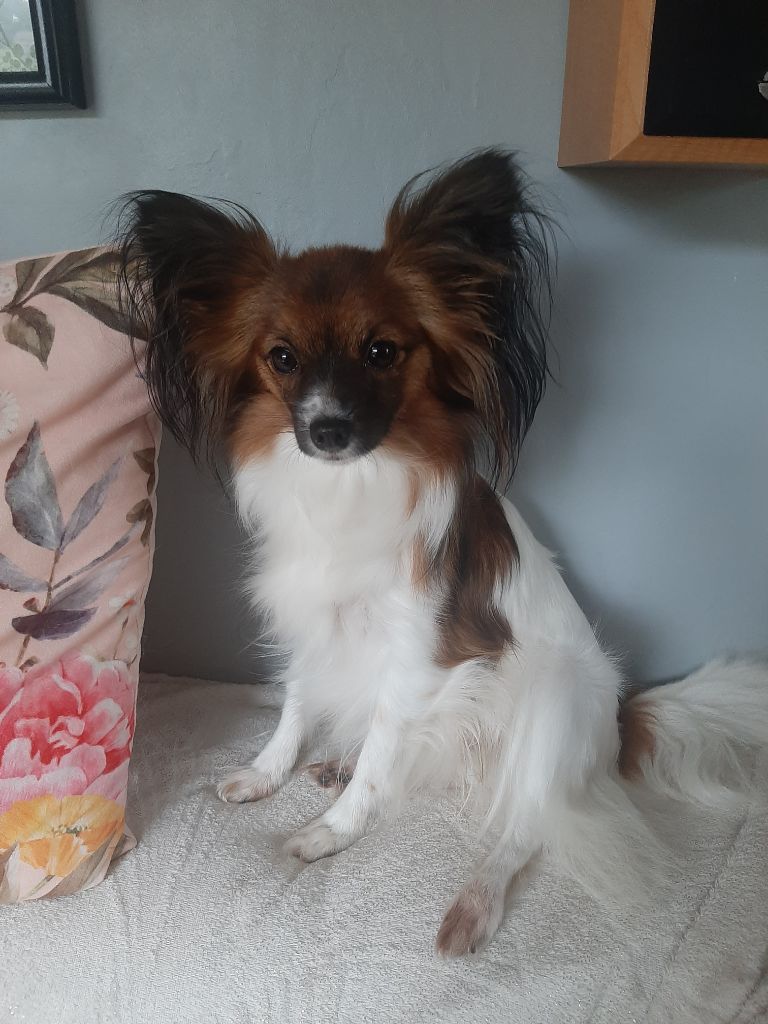 Publication : Du Val De La Reine Auteur : Christelle Jounet