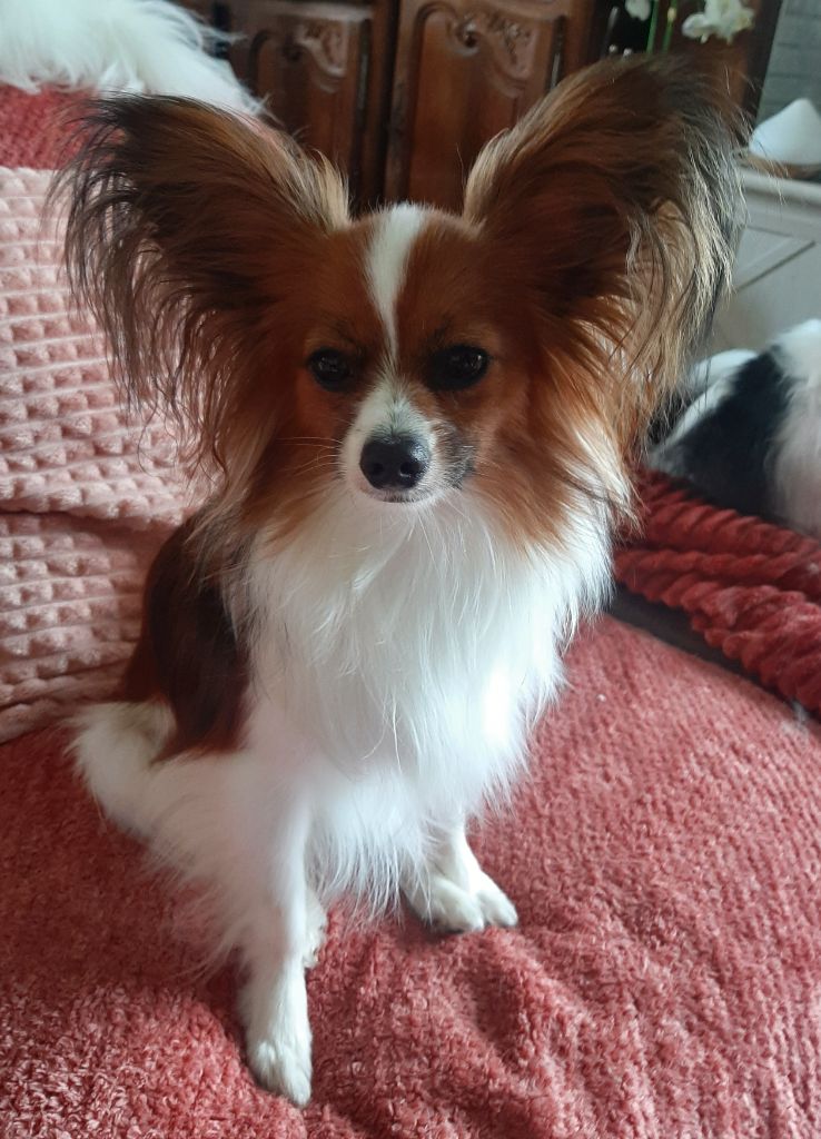 Publication : Du Val De La Reine Auteur : Christelle Jounet 