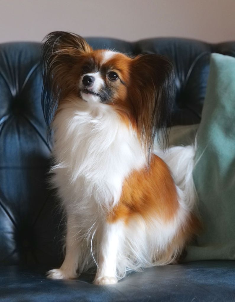 Publication : des Jolis Morphos D'Eugénie Auteur : B.Klein