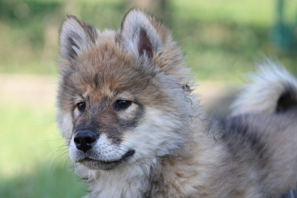 Publication : Des Gardiens d'Ysatis 