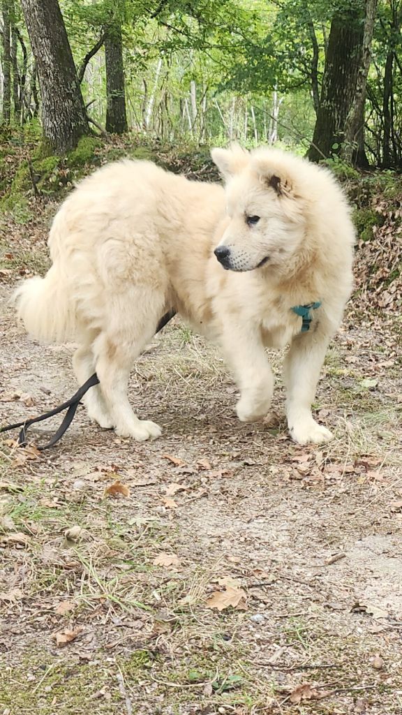 Publication : Aurely's Dogs Auteur : EARL élevage Aurely's Dogs