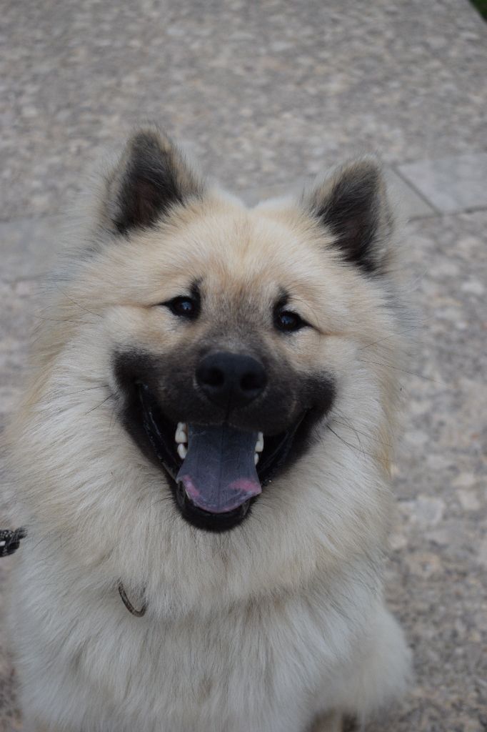 Publication : De Leyristone 