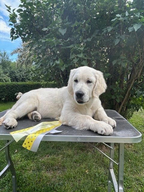 Publication : Vaccae