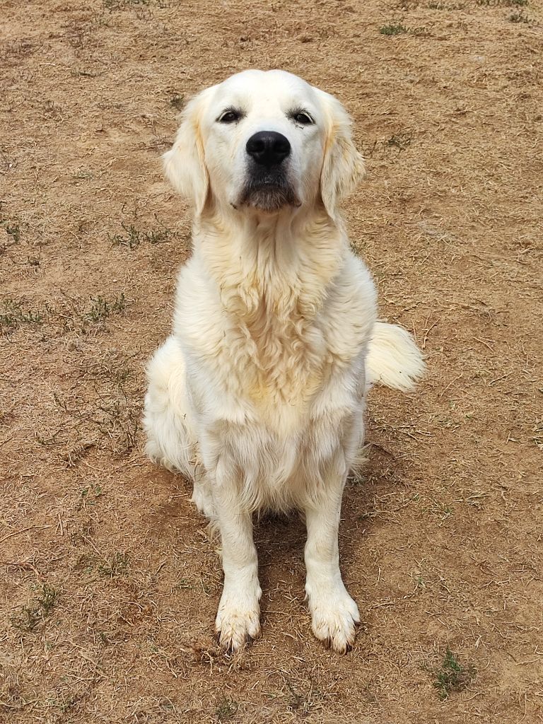 Publication : Des Bois Ronflants 