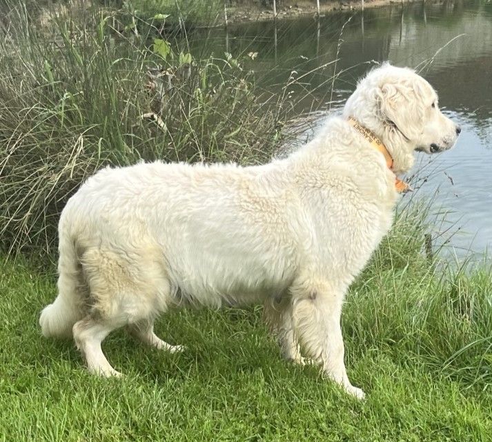 Publication : De la Plume Du Pévéle. 